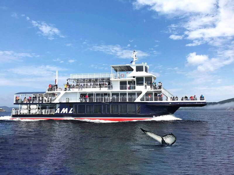 Tadoussac/Charlevoix: Whale Watching Tour & Bear Observation - Practical preparation for a smoother day