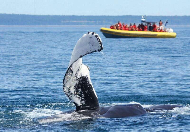 Tadoussac/Charlevoix: Whale Watching Tour & Bear Observation - What you may see from the water