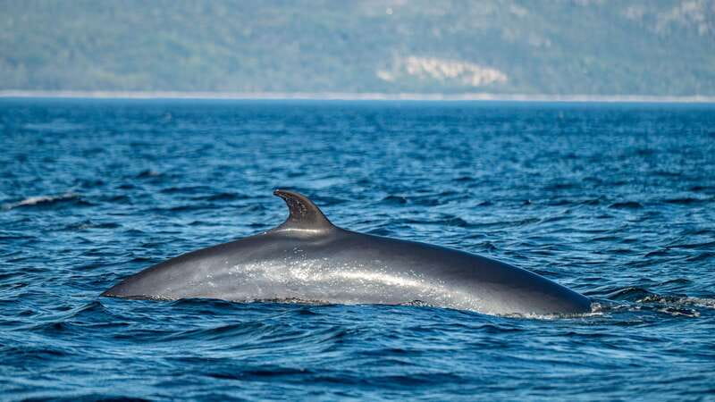 Tadoussac/Charlevoix: Whale Watching Tour & Bear Observation - Leave time for the transfer to Ferme 5 Étoiles