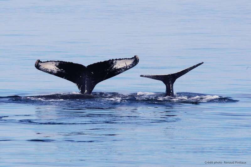Tadoussac/Charlevoix: Whale Watching Tour & Bear Observation - The bear observation begins at dusk