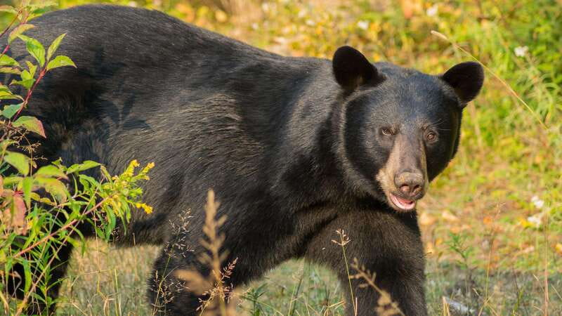 Tadoussac/Charlevoix: Whale Watching Tour & Bear Observation - Is $144 a fair price?