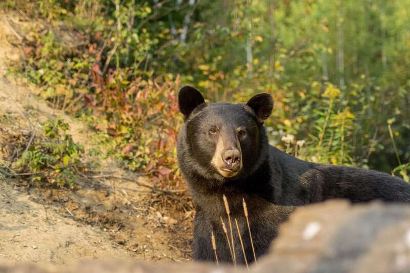 Tadoussac/Charlevoix: Whale Watching Tour & Bear Observation - Pick the boat or Zodiac that fits you
