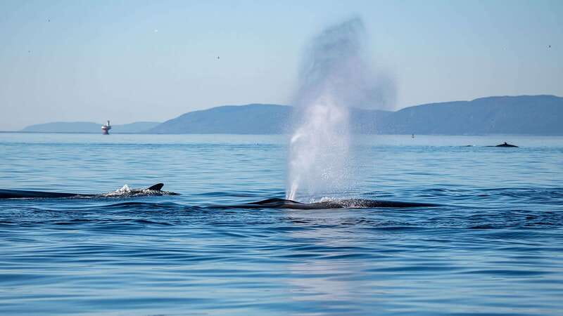 Tadoussac/Charlevoix: Whale Watching Zodiac Tour - The best parts of this Zodiac trip