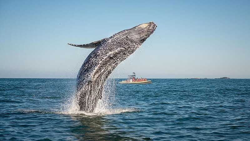 Tadoussac/Charlevoix: Whale Watching Zodiac Tour - Is $98 a fair price?