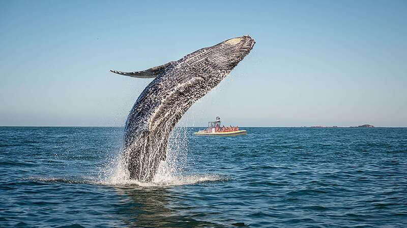 Tadoussac/Charlevoix: Whale Watching Zodiac Tour - Why Tadoussac is such a strong whale-watching base