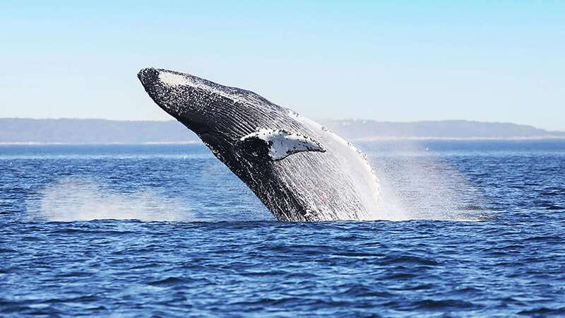 Tadoussac/Charlevoix: Whale Watching Zodiac Tour - The Saguenay Fjord detour, when conditions allow