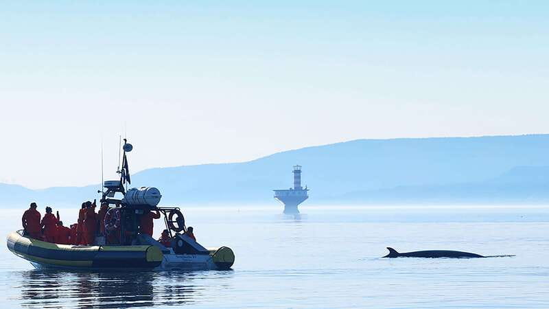 Tadoussac/Charlevoix: Whale Watching Zodiac Tour - What you might see, from belugas to blue whales