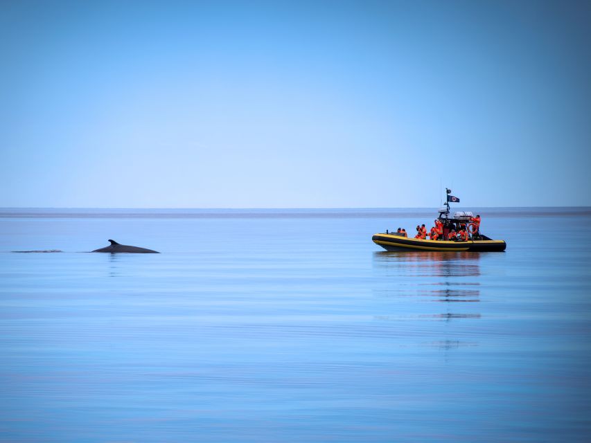 Tadoussac/Charlevoix: Whale Watching Zodiac Tour - The guides are a major part of the value