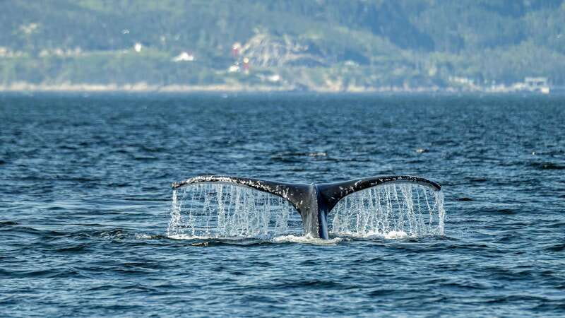 Tadoussac/Charlevoix: Whale Watching Zodiac Tour - Choosing between Tadoussac and Baie-Sainte-Catherine