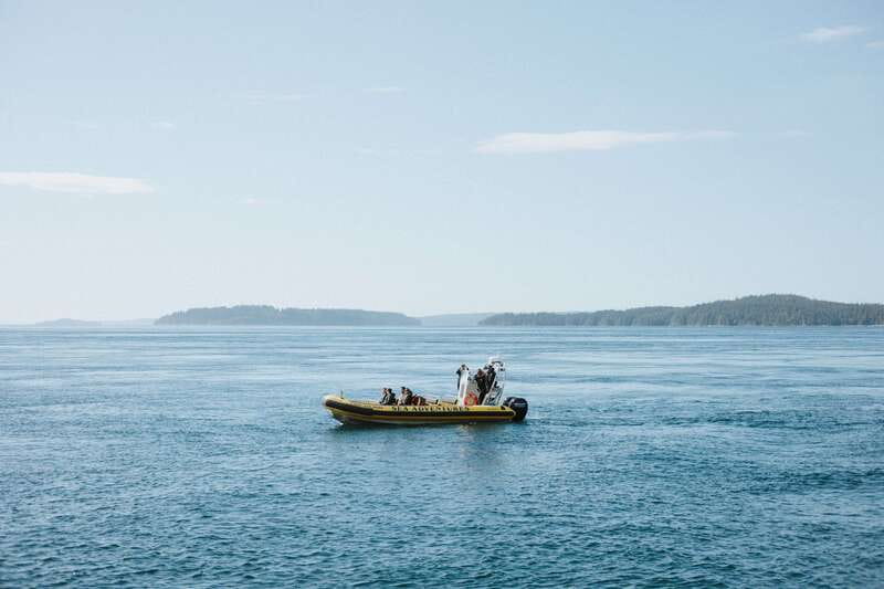 Telegraph Cove: 3-Hour Whale Watching Tour in a Zodiac Boat - Should you book the Telegraph Cove Zodiac tour?