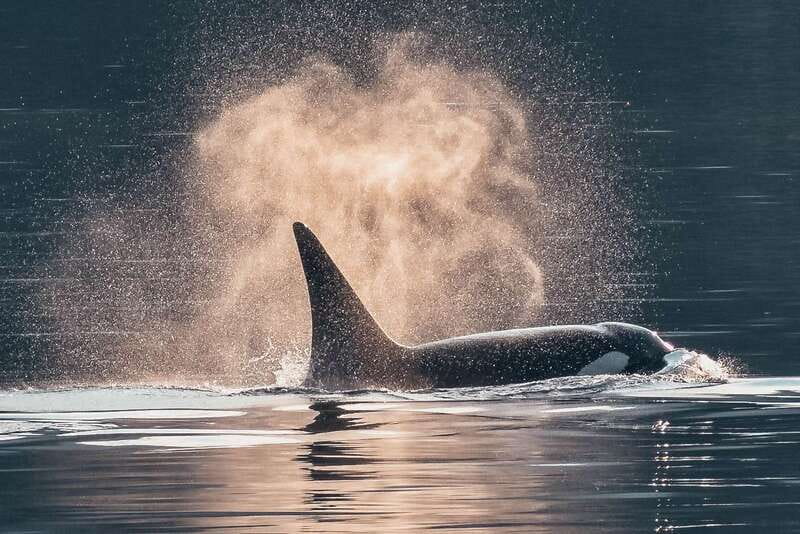 Telegraph Cove: 3-Hour Whale Watching Tour in a Zodiac Boat - Leaving Telegraph Cove for open water