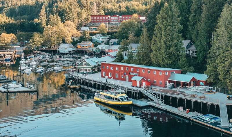 Telegraph Cove: 3-Hour Whale Watching Tour in a Zodiac Boat - The wildlife list is unusually broad