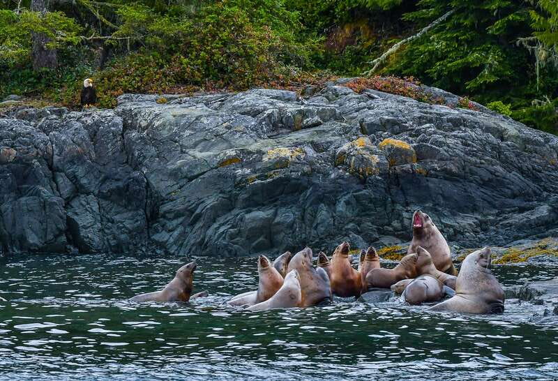 Telegraph Cove: 3-Hour Whale Watching Tour in a Zodiac Boat - The skipper adds meaning to each sighting