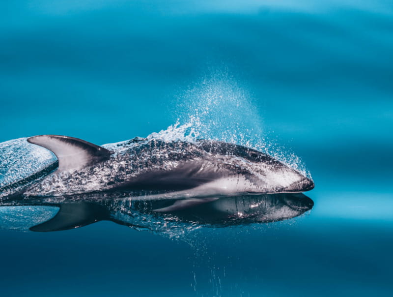 Telegraph Cove: 3-Hour Whale Watching Tour in a Zodiac Boat - What three hours feels like
