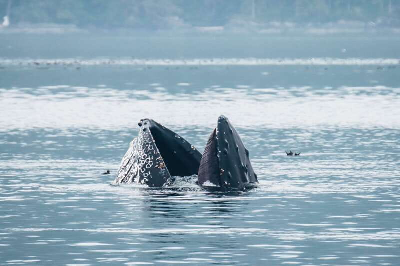 Telegraph Cove: 3-Hour Whale Watching Tour in a Zodiac Boat - How to dress and prepare