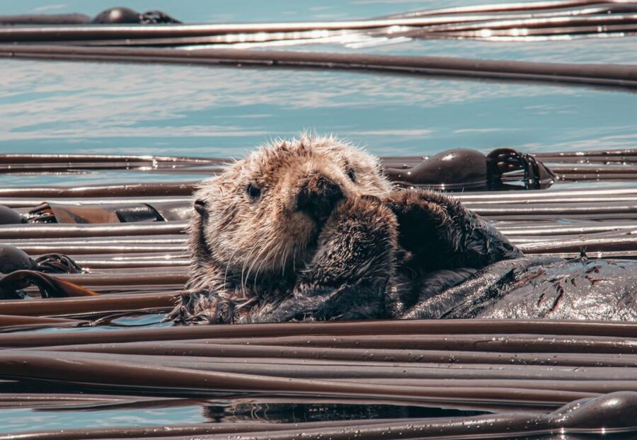 Telegraph Cove: 3-Hour Whale Watching Tour in a Zodiac Boat - Who should book this trip?