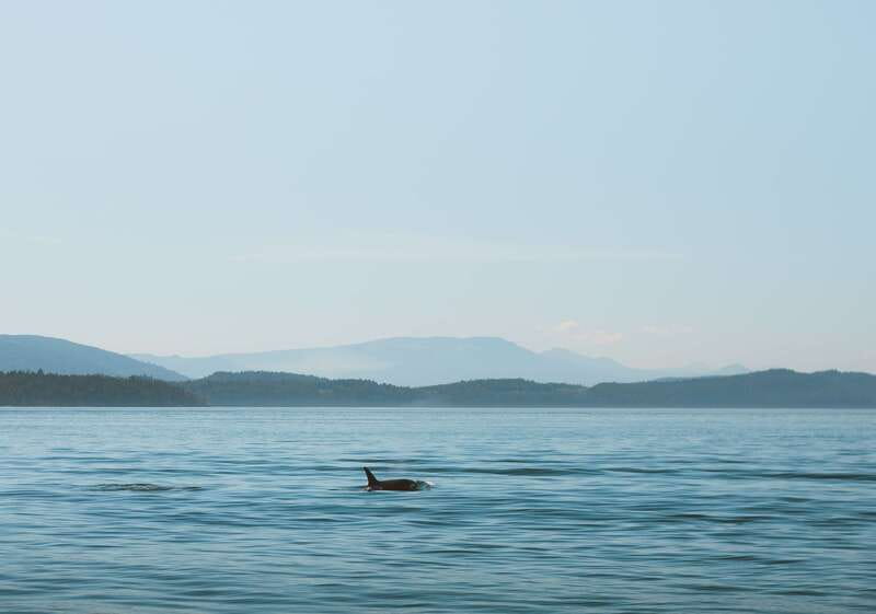 Telegraph Cove: 3-Hour Whale Watching Tour in a Zodiac Boat - Why the Zodiac ride matters