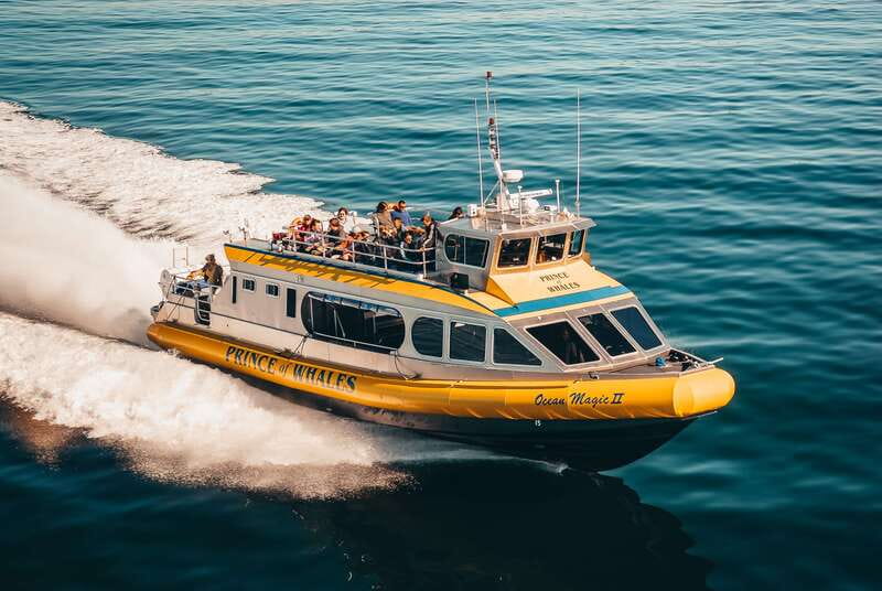 Telegraph Cove: Whale Watching Adventure with Free Photos - Key points to know before you book