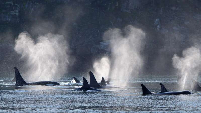 Telegraph Cove: Whale Watching Adventure with Free Photos - Leaving Telegraph Cove for Johnstone Strait