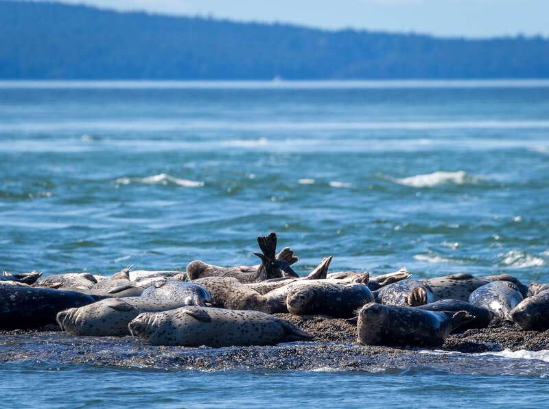 Telegraph Cove: Whale Watching Adventure with Free Photos - Three naturalists and a useful running commentary