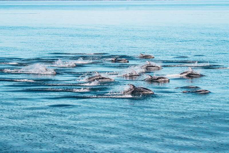 Telegraph Cove: Whale Watching Adventure with Free Photos - What you might see in three hours