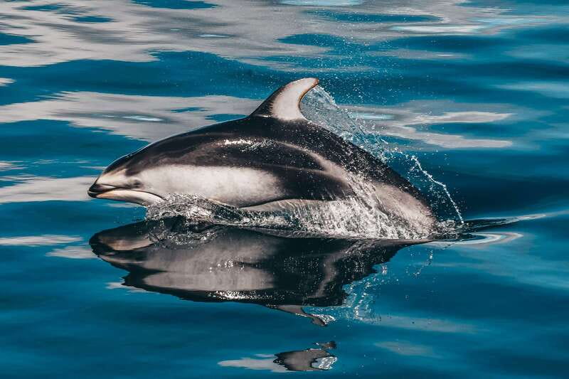 Telegraph Cove: Whale Watching Adventure with Free Photos - Who will enjoy this trip most