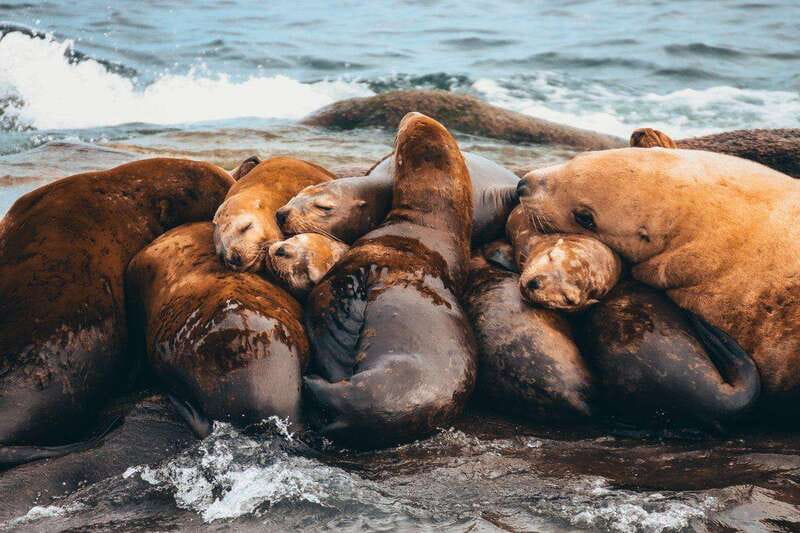Telegraph Cove: Whale Watching Adventure with Free Photos - Booking details that save trouble