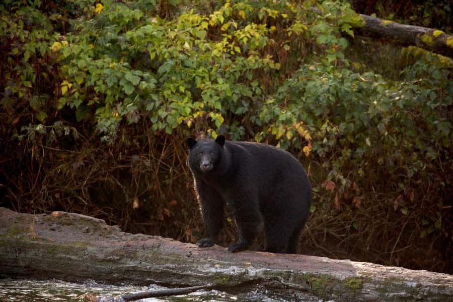 Tofino: Bear Watching Boat Tour with Nature Guide - Highlights at a Glance