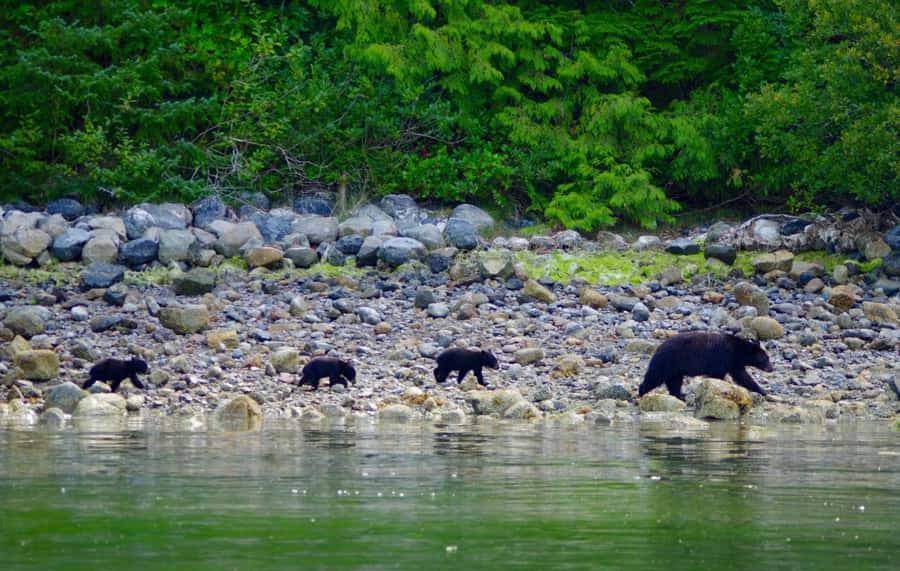 Tofino: Bear Watching Boat Tour with Nature Guide - Why Clayoquot Sound Makes a Fine Bear-Watching Setting