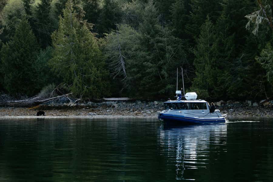 Tofino: Bear Watching Boat Tour with Nature Guide - On the Boat: A 2.5-Hour Search Along the Shore