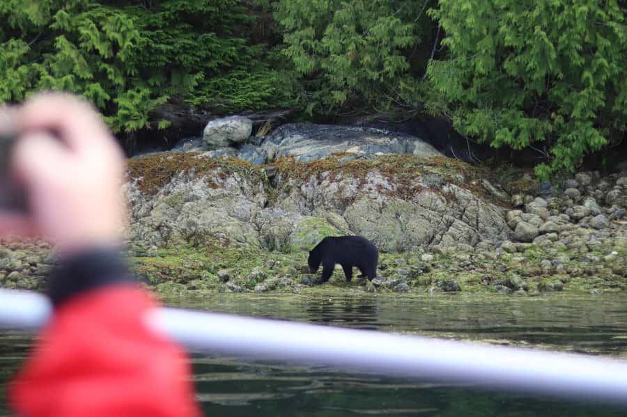 Tofino: Bear Watching Boat Tour with Nature Guide - Bear Sightings Are the Main Event, Not the Only Event