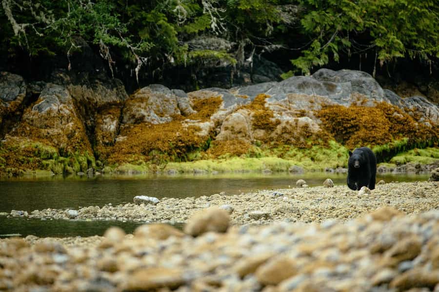 Tofino: Bear Watching Boat Tour with Nature Guide - What the Guides Add to the Experience