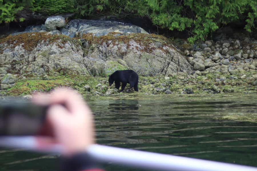 Tofino: Bear Watching Boat Tour with Nature Guide - Starting at the Marine Adventure Centre