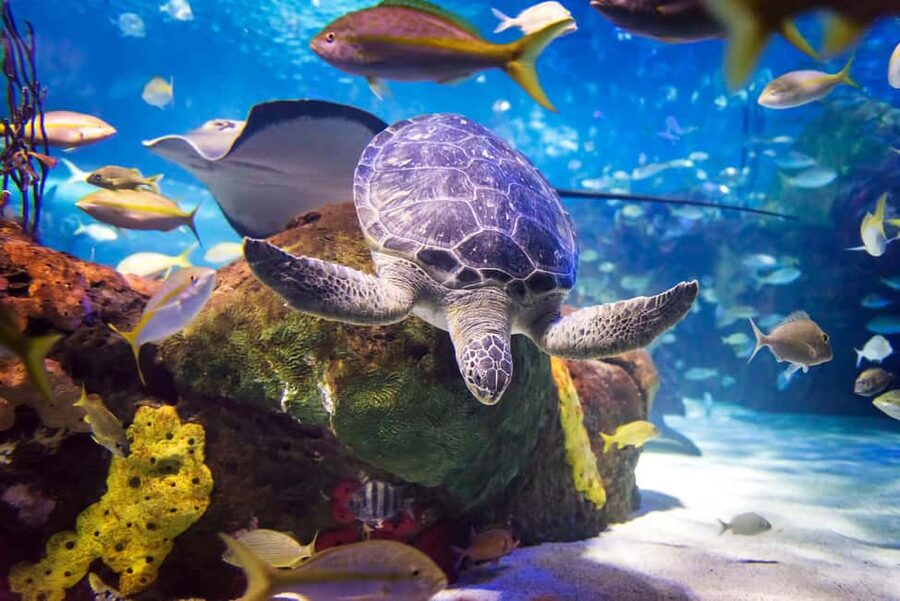 Toronto CityPASS®: Save up to 38% at 5 Top Attractions - How the nine-day Toronto CityPASS works