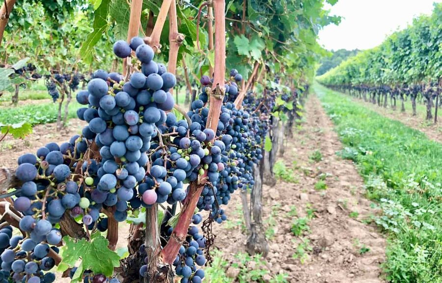Toronto: Niagara-on-the-Lake, Wine Tasting & Chocolate Tour - Two hours in Niagara-on-the-Lake
