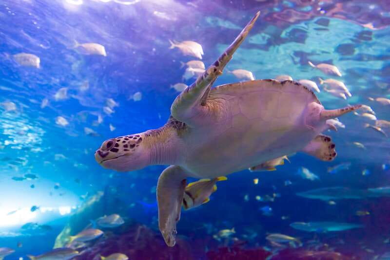 Toronto: Ripley's Aquarium of Canada Entry Ticket - Planet Jellies offers the aquarium’s calmest moment