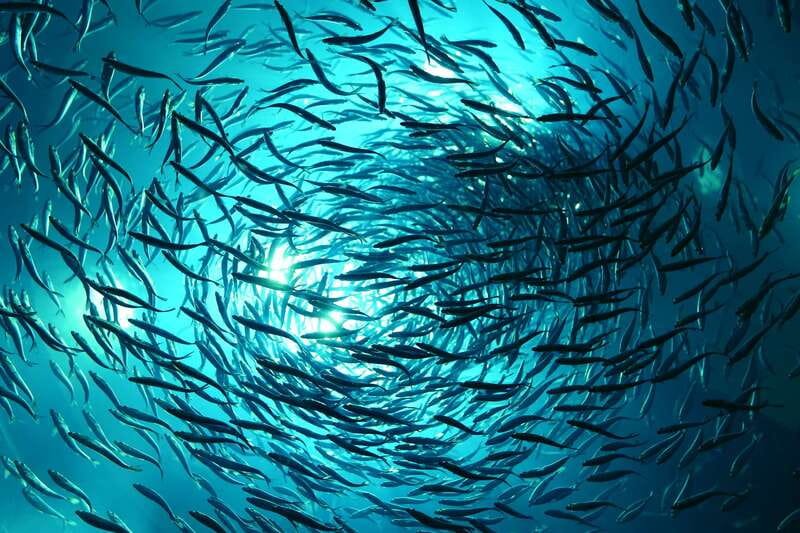 Toronto: Ripley's Aquarium of Canada Entry Ticket - When to visit for clearer views