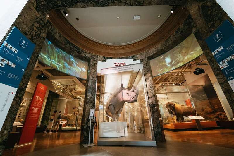 Toronto: Royal Ontario Museum Admission Ticket - Armor, animals, and smaller surprises