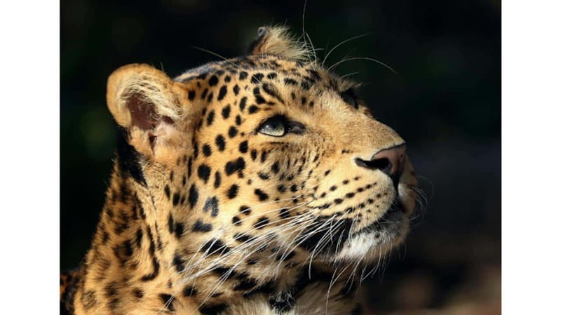 Toronto: Royal Ontario Museum Special Exhibits Voucher - Key Points Before You Go
