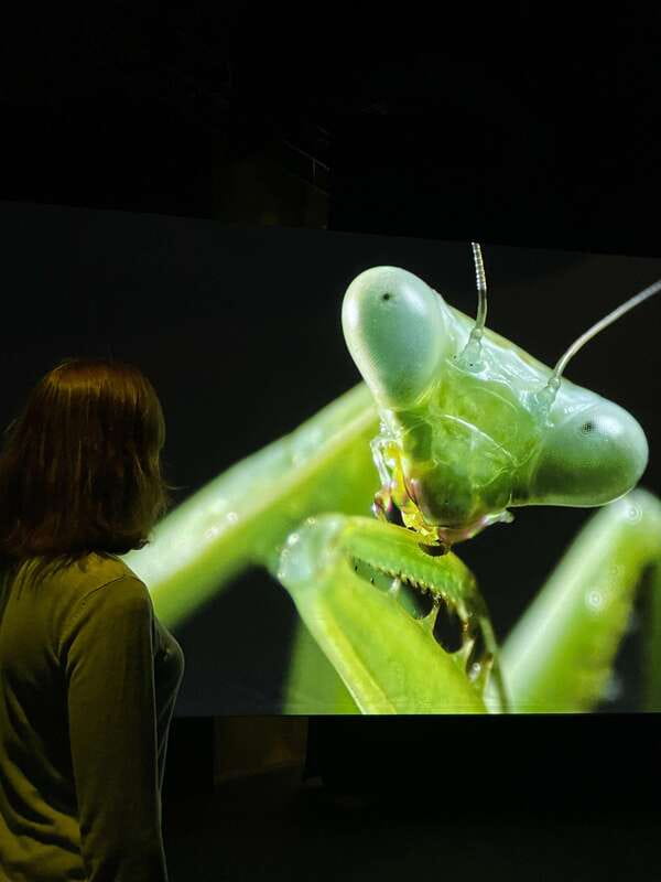 Toronto: Royal Ontario Museum Special Exhibits Voucher - Choosing a Special Exhibition