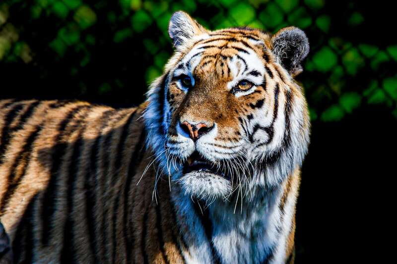 Toronto: Toronto Zoo Entry Ticket - How I would plan one day at the zoo