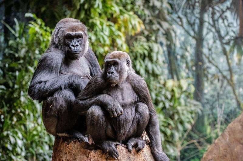 Toronto: Toronto Zoo Entry Ticket - Should you book Toronto Zoo entry?