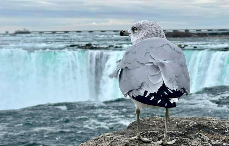 Toronto: Winter Niagara Falls Tour with Attractions Package - Getting on the coach in Toronto