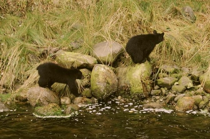 Ucluelet Harbour Tour - Wildlife expectations: eagles are a safer bet than bears