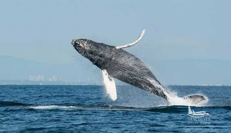 Vancouver, BC: Whale Watching Tour Small Zodiac with Guide - Is $160 a fair price?
