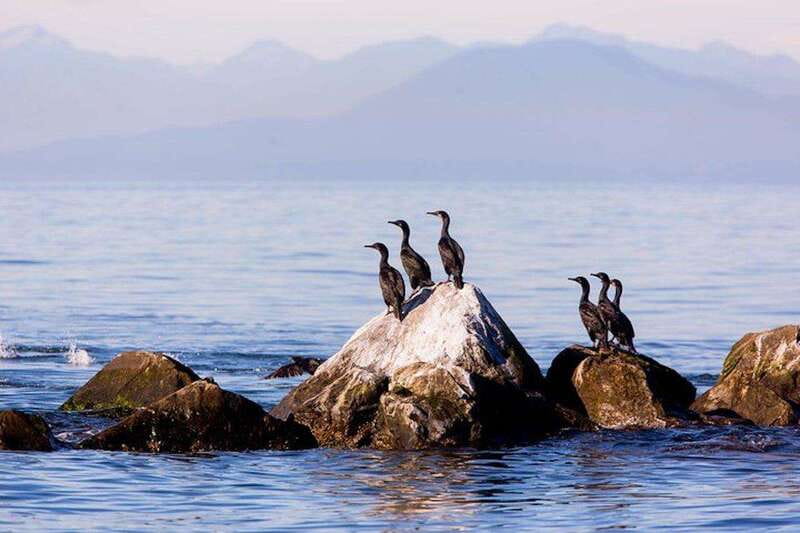 Vancouver, BC: Whale Watching Tour with Guide - Key points at a glance