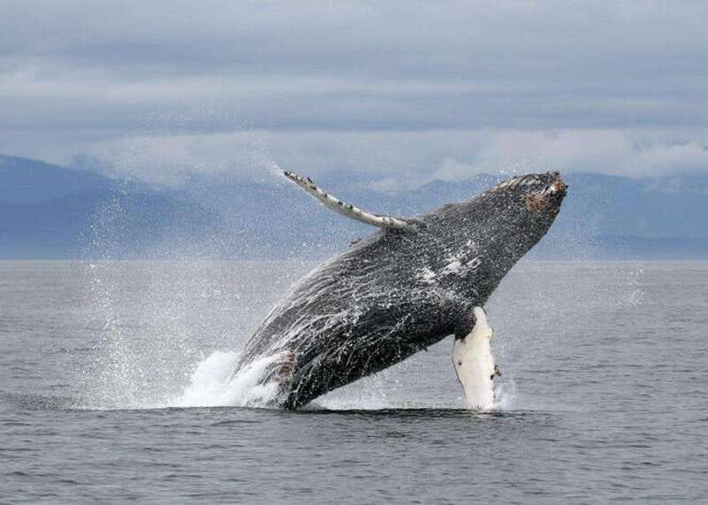 Vancouver, BC: Whale Watching Tour with Guide - The naturalist guide makes the difference