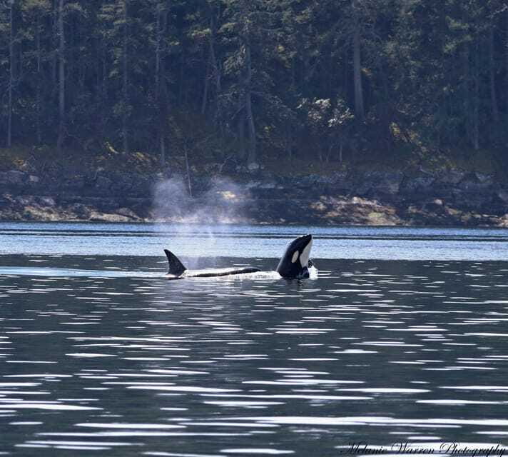 Vancouver, BC: Whale Watching Tour with Guide - The waiting is part of the experience