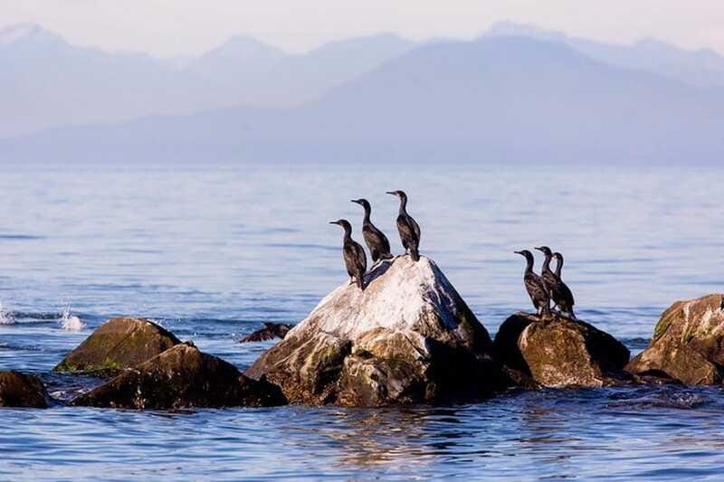 Vancouver, BC: Whale Watching Tour with Guide - Who will enjoy this tour most