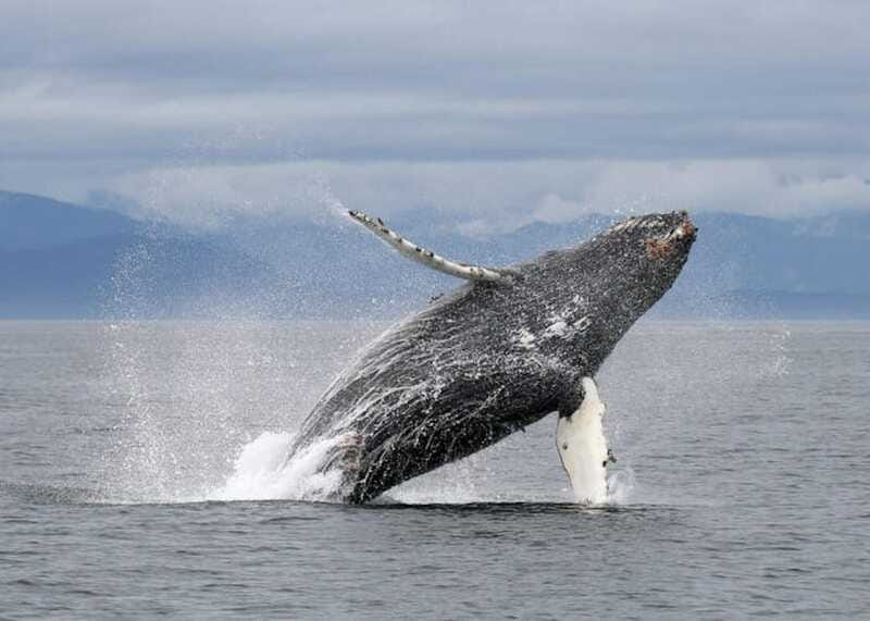 Vancouver, BC: Whale Watching Tour with Guide - Should you book Vancouver Whale Watch?